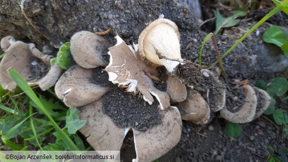 Lentinus strigosus