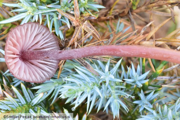 Mycena haematopus