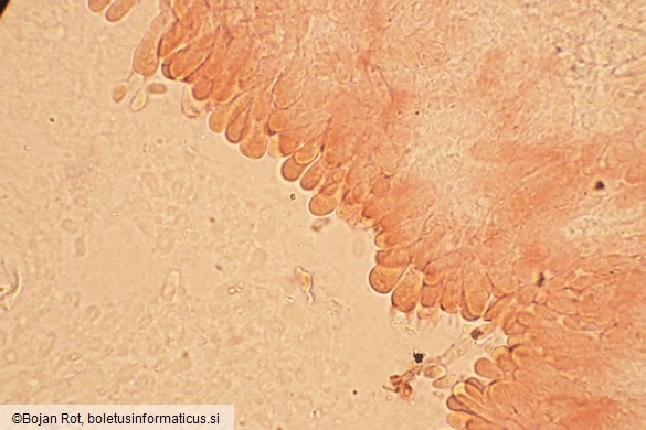 Byssomerulius corium