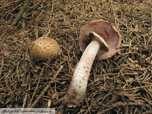 Agaricus silvaticus