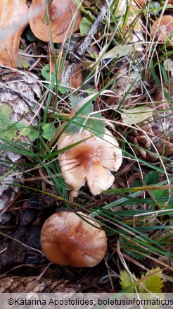 Hygrophorus discoideus