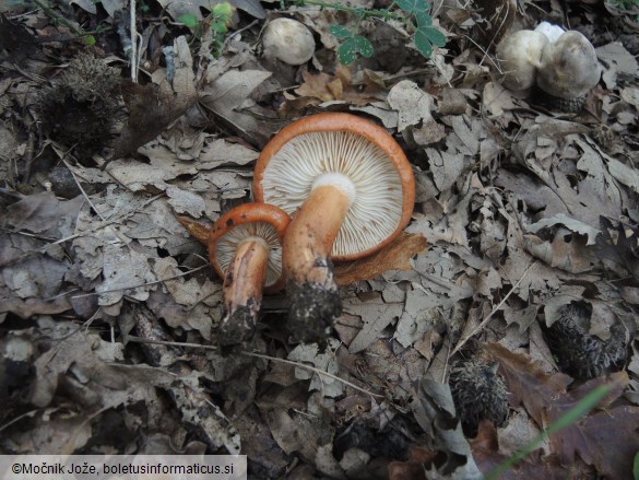 Tricholoma ustaloides