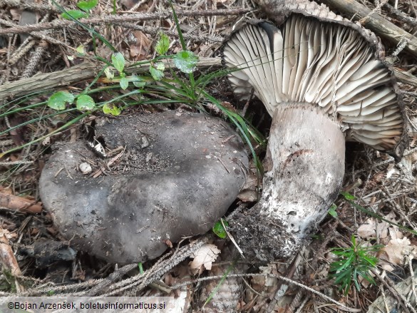 Russula nigricans