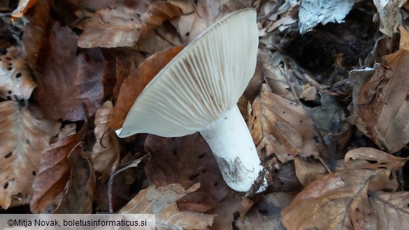 Russula densifolia