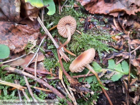 Marasmius torquescens