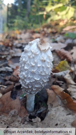 Coprinus comatus