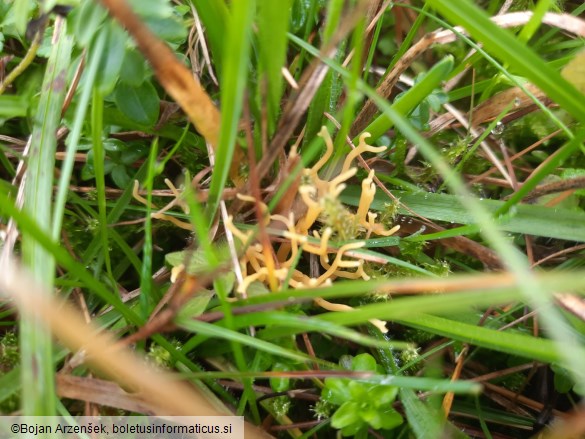 Clavulinopsis corniculata