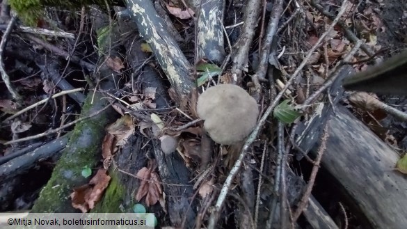 Coprinopsis melanthina