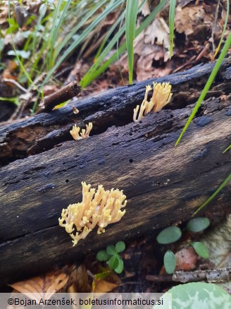 Ramaria rubella