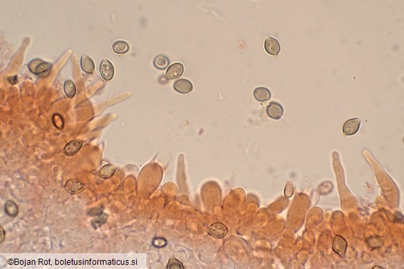 Deconica crobula