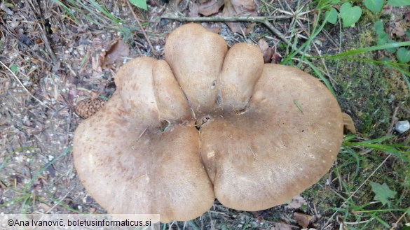 Tapinella atrotomentosa