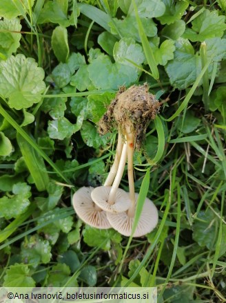 Marasmius oreades