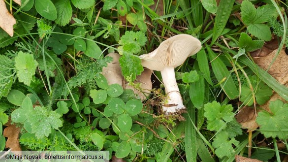 Lepista luscina