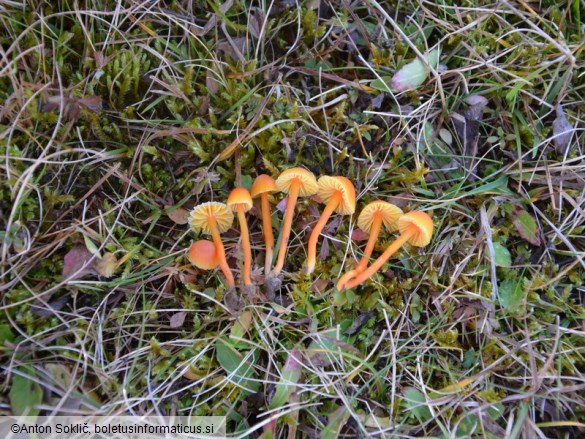 Hygrocybe insipida