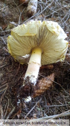 Agaricus augustus