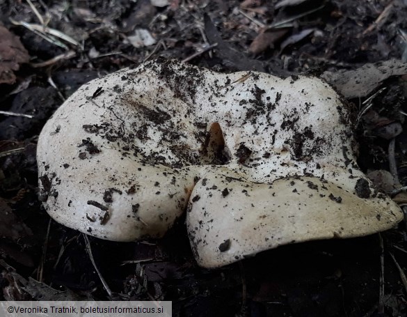 Lactarius glaucescens