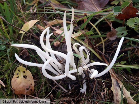 Clavaria fragilis