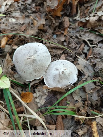 Tricholoma bresadolanum