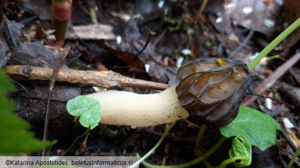 Morchella semilibera