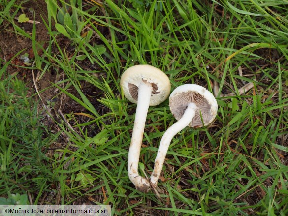 Agrocybe dura