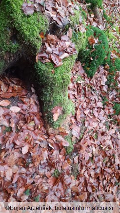 Gyromitra infula