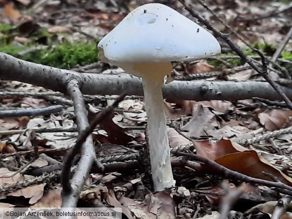 Amanita virosa