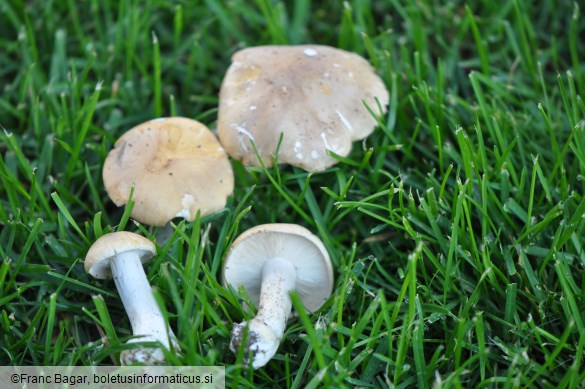 Calocybe gambosa