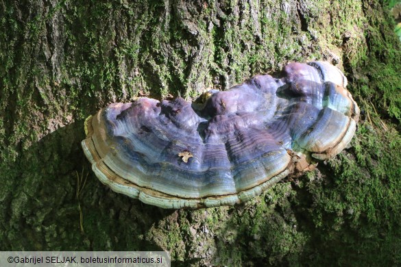 Ganoderma resinaceum