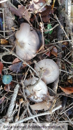 Agaricus sylvicola