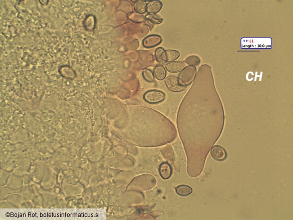 Agrocybe praecox