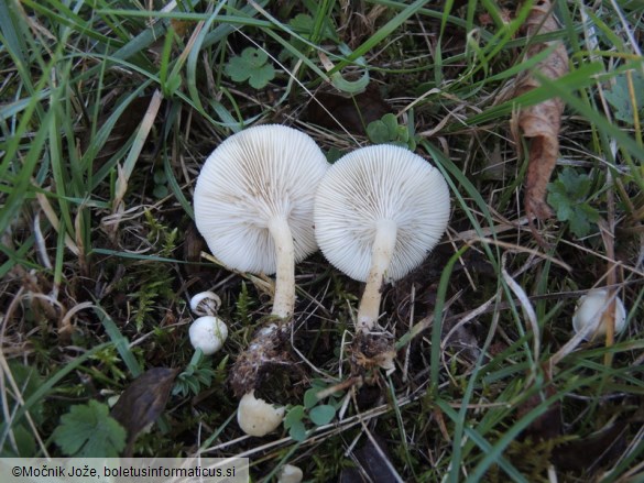 Clitocybe odora var. alba