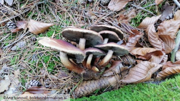 Hypholoma sublateritium