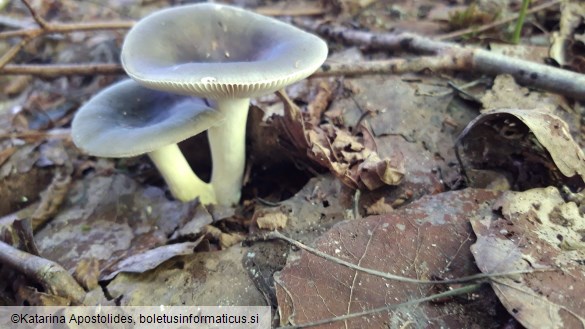 Russula grisea