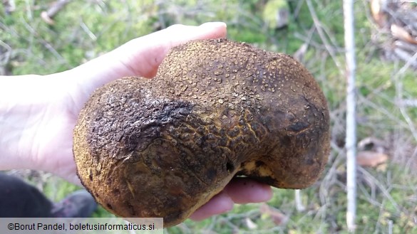 Scleroderma citrinum