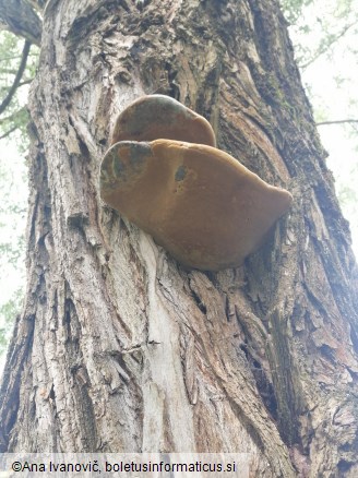 Phellinus igniarius