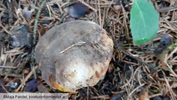 Boletus pulverulentus