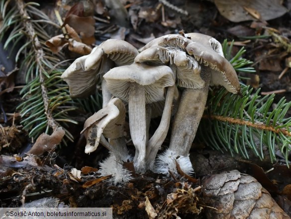 Myochromella boudieri