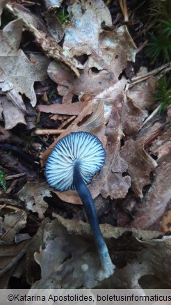 Entoloma corvinum