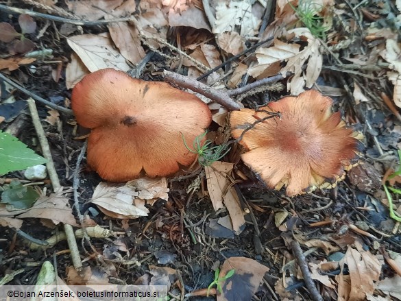 Hygrocybe conica