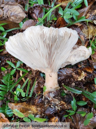Clitocybe geotropa