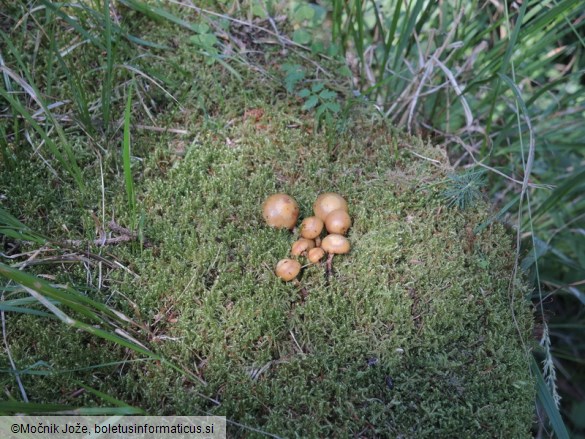 Galerina sideroides