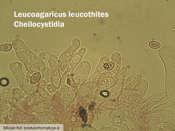 Leucoagaricus leucothites