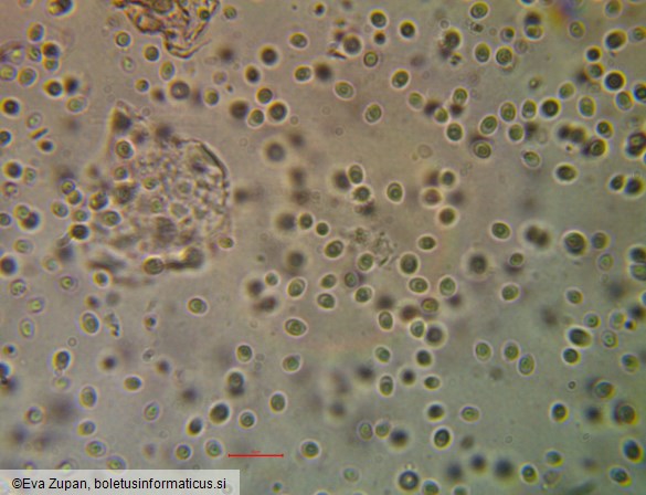 Tyromyces fumidiceps