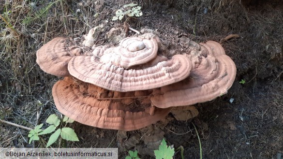 Ganoderma applanatum