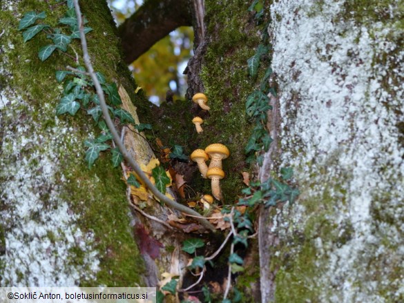 Pholiota adiposa