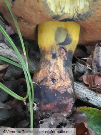 Neoboletus xanthopus