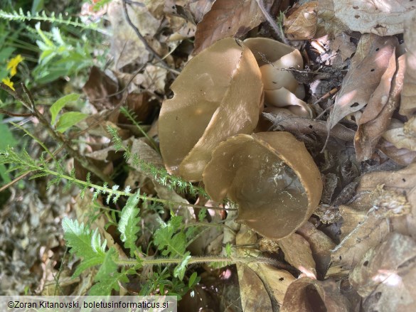 Helvella acetabulum