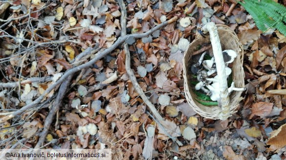Tricholoma terreum