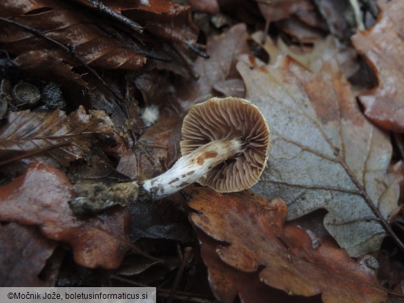 Cortinarius casimiri