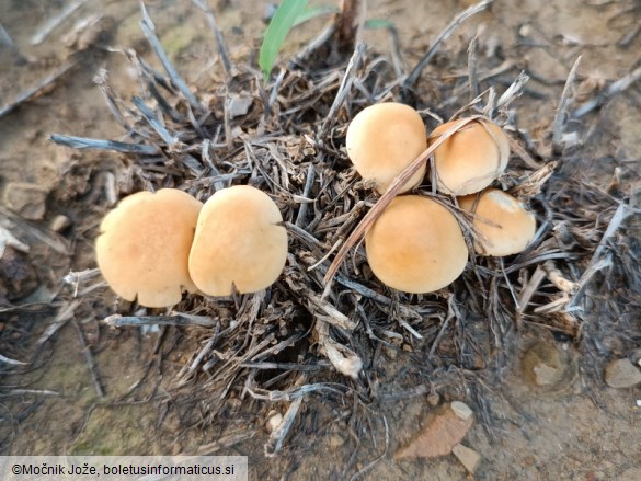 Agrocybe vervacti